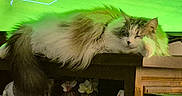 Nina a rejoint le concours — aidez-le/la à gagner de superbes lots ! animal, cat, cozy, fluffy, fur, green_light, home, indoor, living_room, pet, quiet, relaxed, resting, screen, sleeping, sports, table, television, television_show, wooden