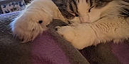Nina a rejoint le concours — aidez-le/la à gagner de superbes lots ! animal, architecture, blanket, canine, cat, computerhardware, couch, dog, electronics, furniture, hardware, homedecor, indoors, kitten, manx, monitor, person, pet, screen, sleeping