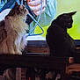 Nina a rejoint le concours — aidez-le/la à gagner de superbes lots ! animal, black_cat, box, cable, cat, cozy, domestic, electronics, fan, fluffy_cat, furniture, household, indoor, light_cat, pets, screen, table, television, watching, wood