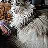 cat, couch, cozy, domestic, fluffy, fur, furniture, green_eyes, home, indoor, long_hair, mammal, pet, portrait, printer, relaxed, slipper, tail, whiskers, wooden_cabinet