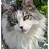 adorable, animal, cat, close_up, curious, cute, ears, feline, fence, fluffy, green_eyes, long_hair, muzzle, nature, outdoor, pet, portrait, soft, sparkles, whiskers
