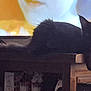 animal, black_cat, blurred_background, cat, dark, eye, feline, furniture, home, indoor, light, living_room, pet, relaxing, resting, shadow, silhouette, table, tail, television