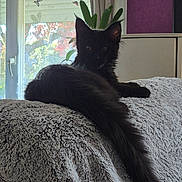 Angel a rejoint le concours — aidez-le/la à gagner de superbes lots ! black_cat, cat, long_tail, fluffy, indoor, blanket, couch, window, butterfly_decor, curtains, plant, relaxing, pet, feline, domestic_animal, soft_texture, quiet, resting, cozy, home