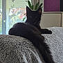 black_cat, blanket, butterfly_decor, cat, couch, cozy, curtains, domestic_animal, feline, fluffy, home, indoor, long_tail, pet, plant, quiet, relaxing, resting, soft_texture, window