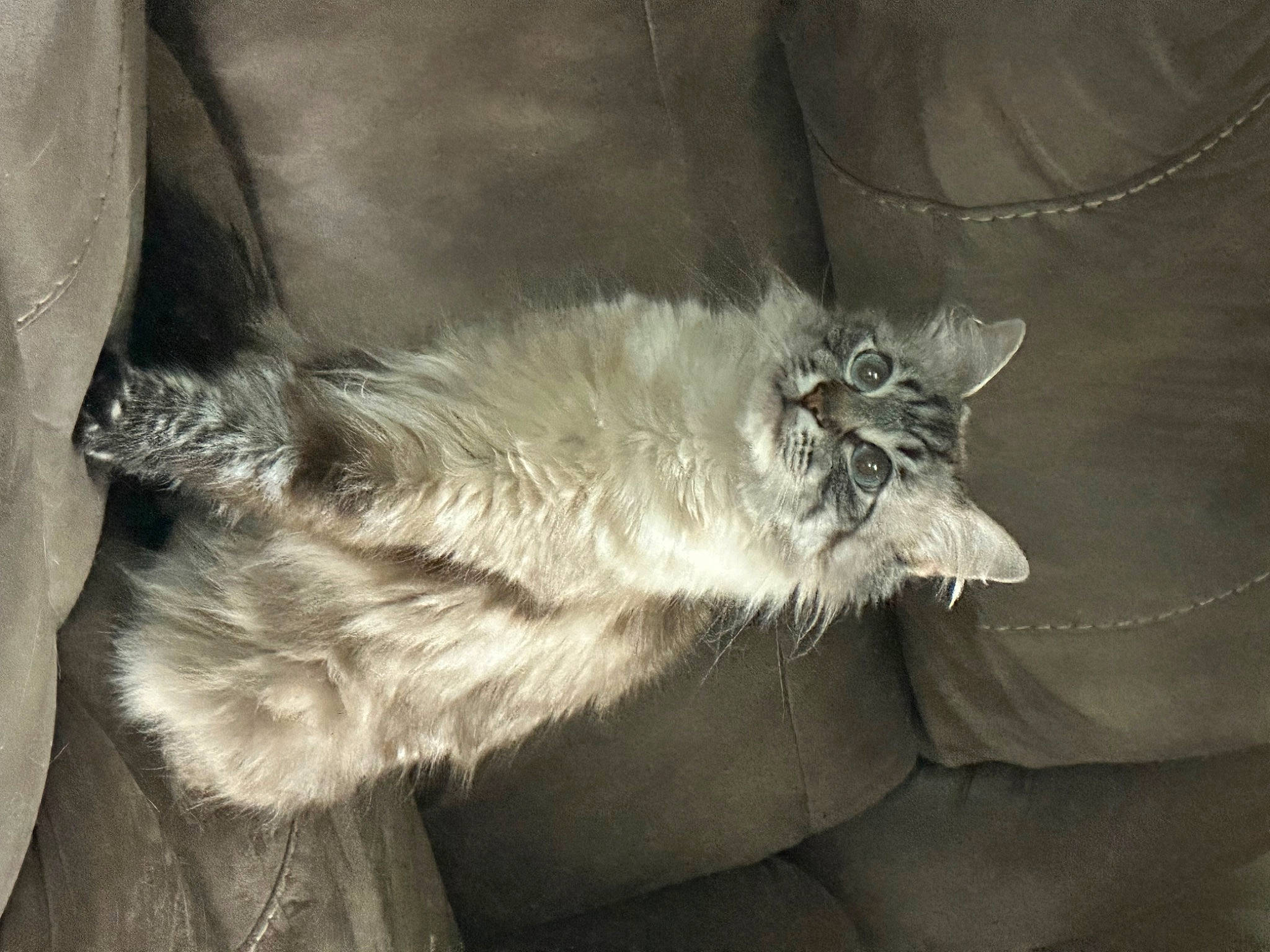 Snooki joined the competition — help win amazing prizes! british_longhair, carnivore, cat, claw, comfort, felidae, fur, grey, human_leg, natural_material, norwegian_forest_cat, paw, small_to_medium_sized_cats, tail, terrestrial_animal, whiskers