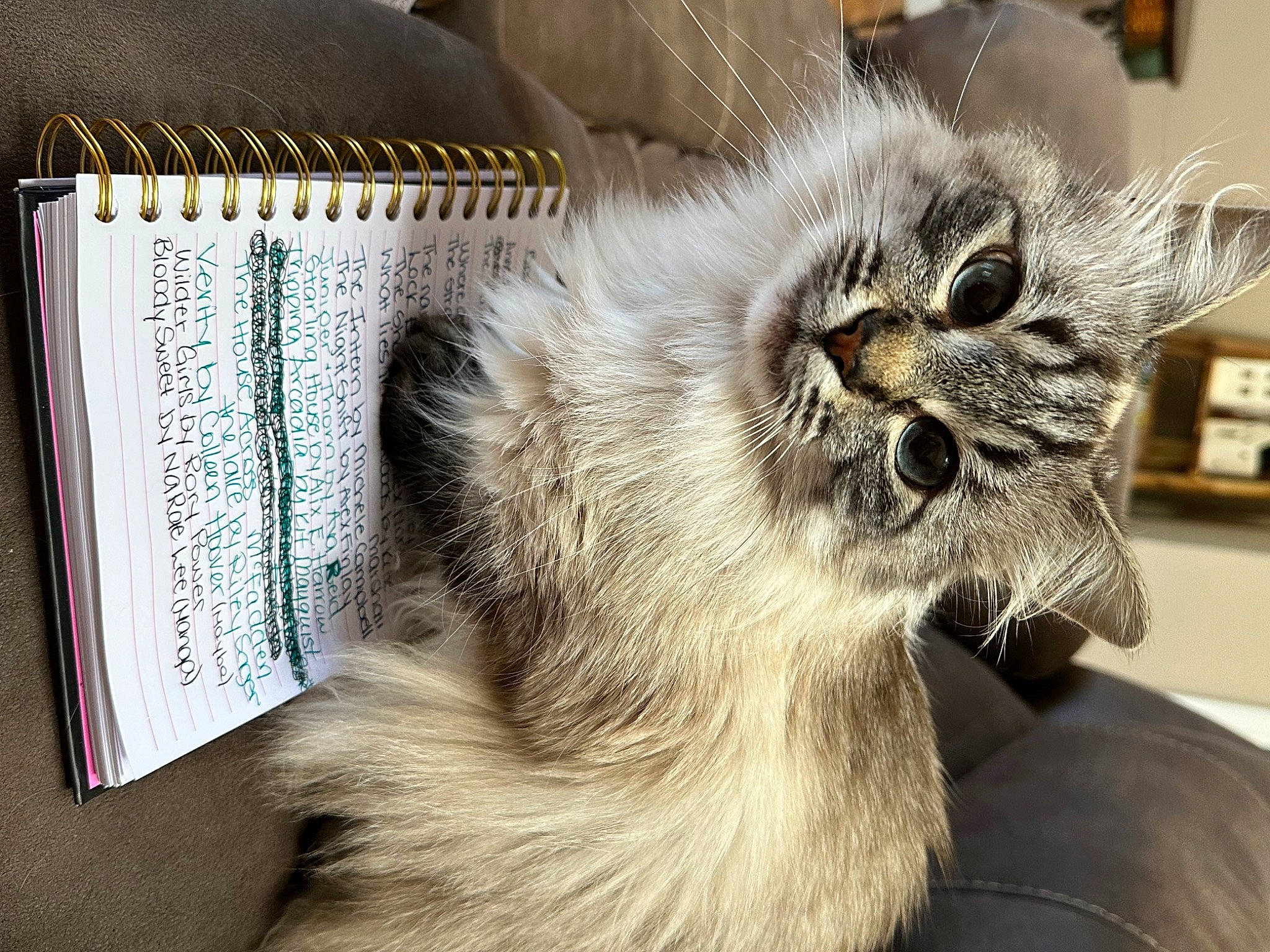 Snooki joined the competition — help win amazing prizes! box, carnivore, cat, claw, comfort, domestic_short_haired_cat, felidae, fur, paw, small_to_medium_sized_cats, snout, tail, whiskers, window