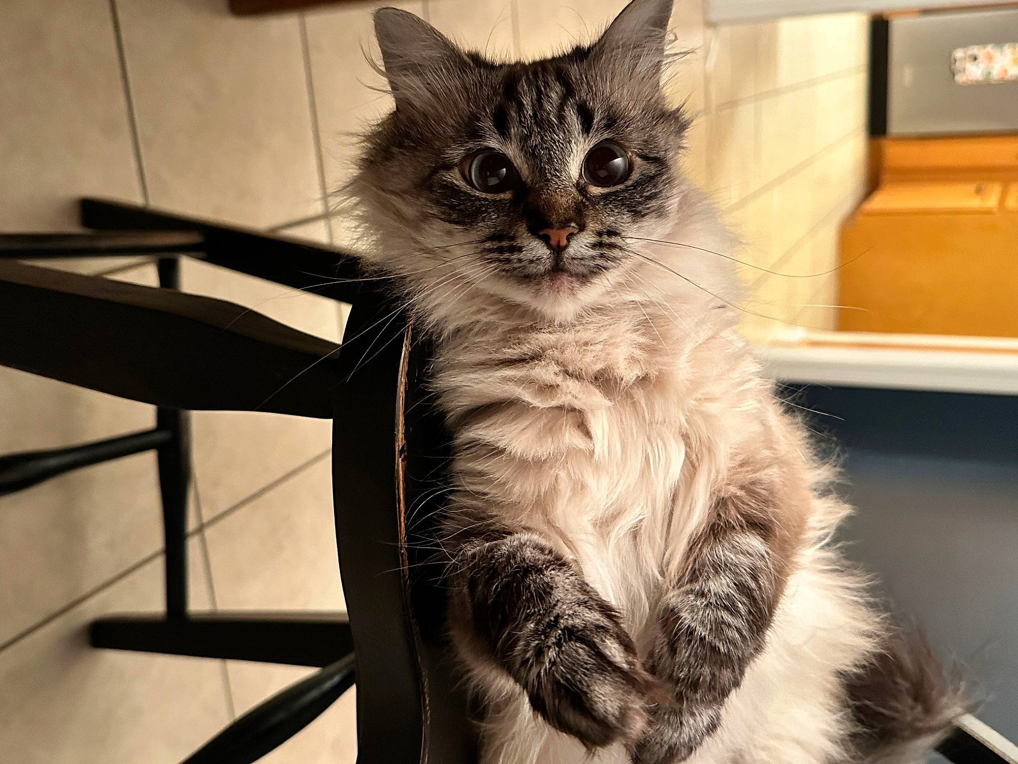 Snooki joined the competition — help win amazing prizes! box, carnivore, cat, claw, comfort, domestic_short_haired_cat, felidae, fur, home_appliance, paw, small_to_medium_sized_cats, snout, tail, whiskers