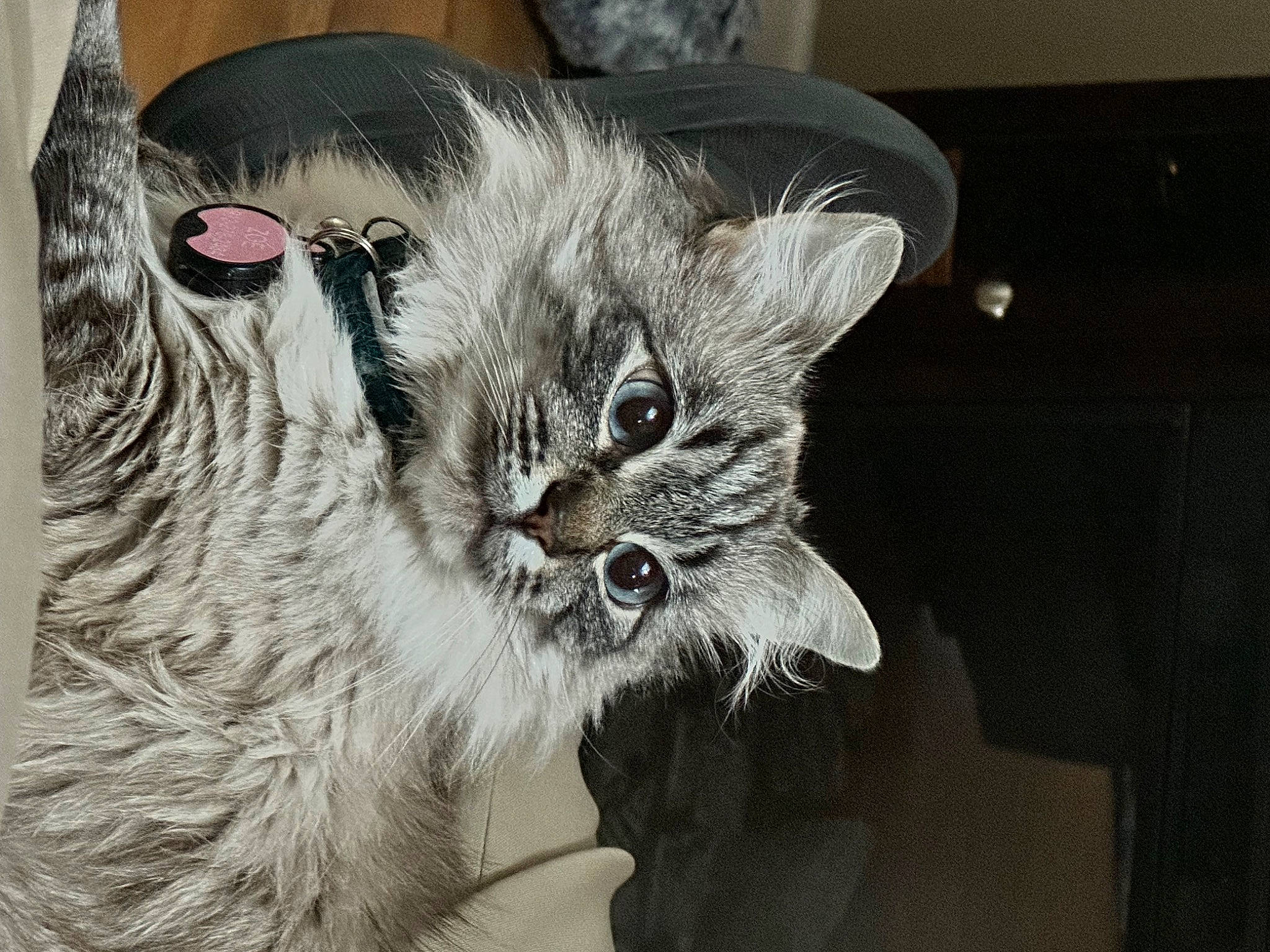 Snooki is registered to the contest to win money with this photo: carnivore, cat, claw, comfort, domestic_short_haired_cat, eye, fawn, felidae, fur, grey, paw, small_to_medium_sized_cats, snout, tail, whiskers