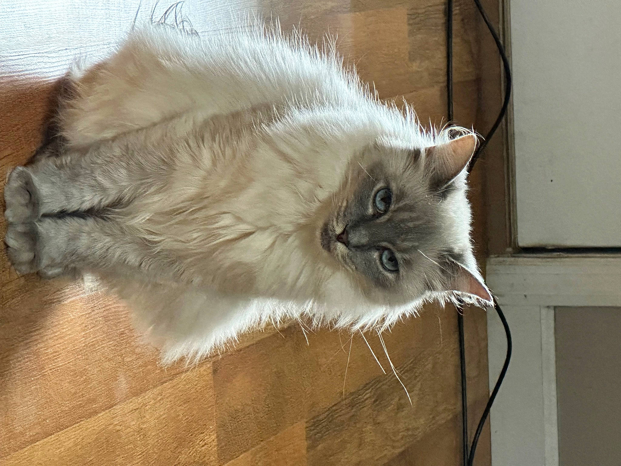 Zoe joined the competition — help win amazing prizes! british_longhair, carnivore, cat, fawn, felidae, flooring, fur, hardwood, paw, persian, small_to_medium_sized_cats, snout, tail, whiskers, wood