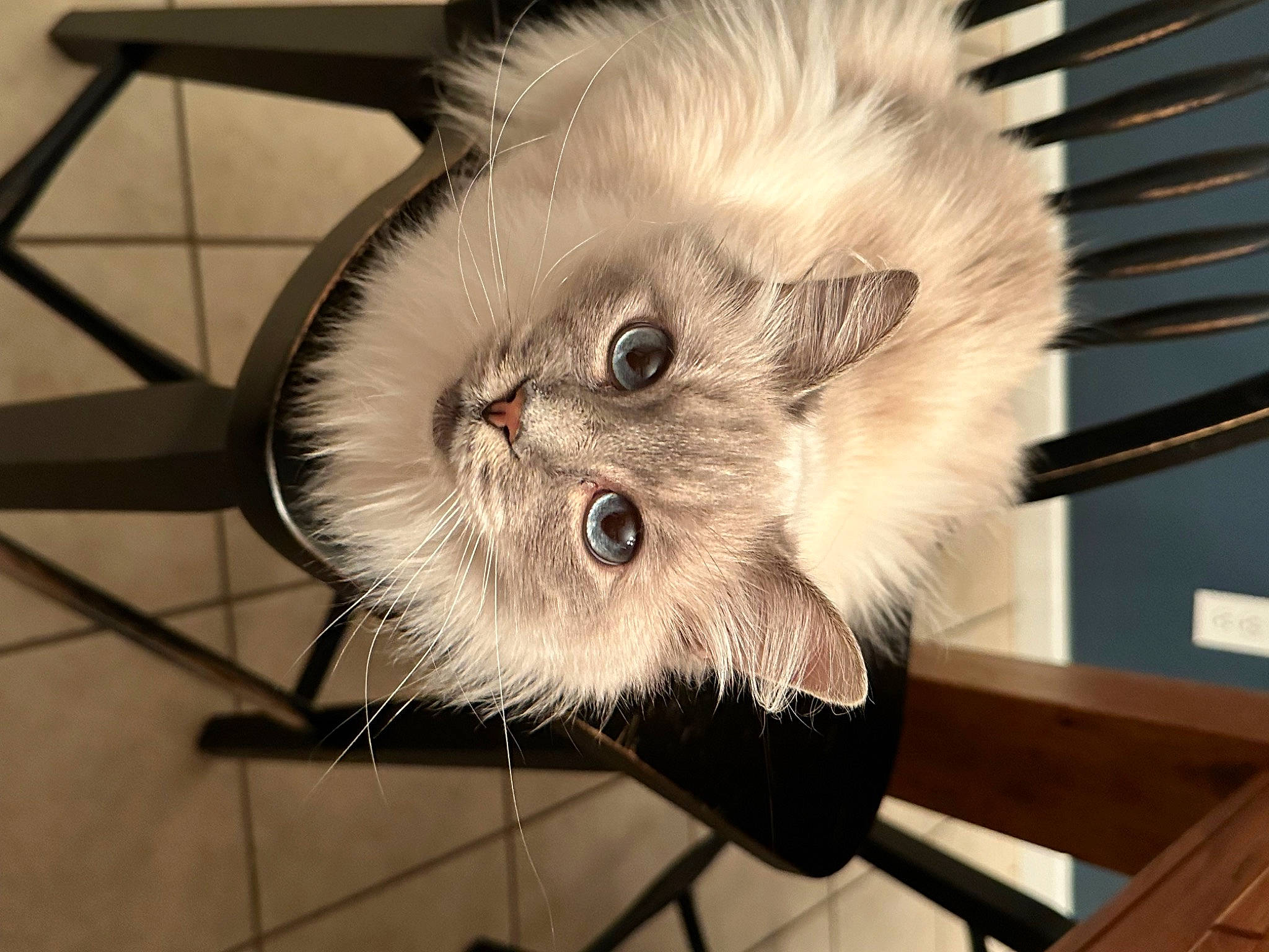 Zoe joined the competition — help win amazing prizes! art, british_longhair, carnivore, cat, claw, fawn, felidae, flooring, fur, paw, persian, small_to_medium_sized_cats, snout, tail, whiskers