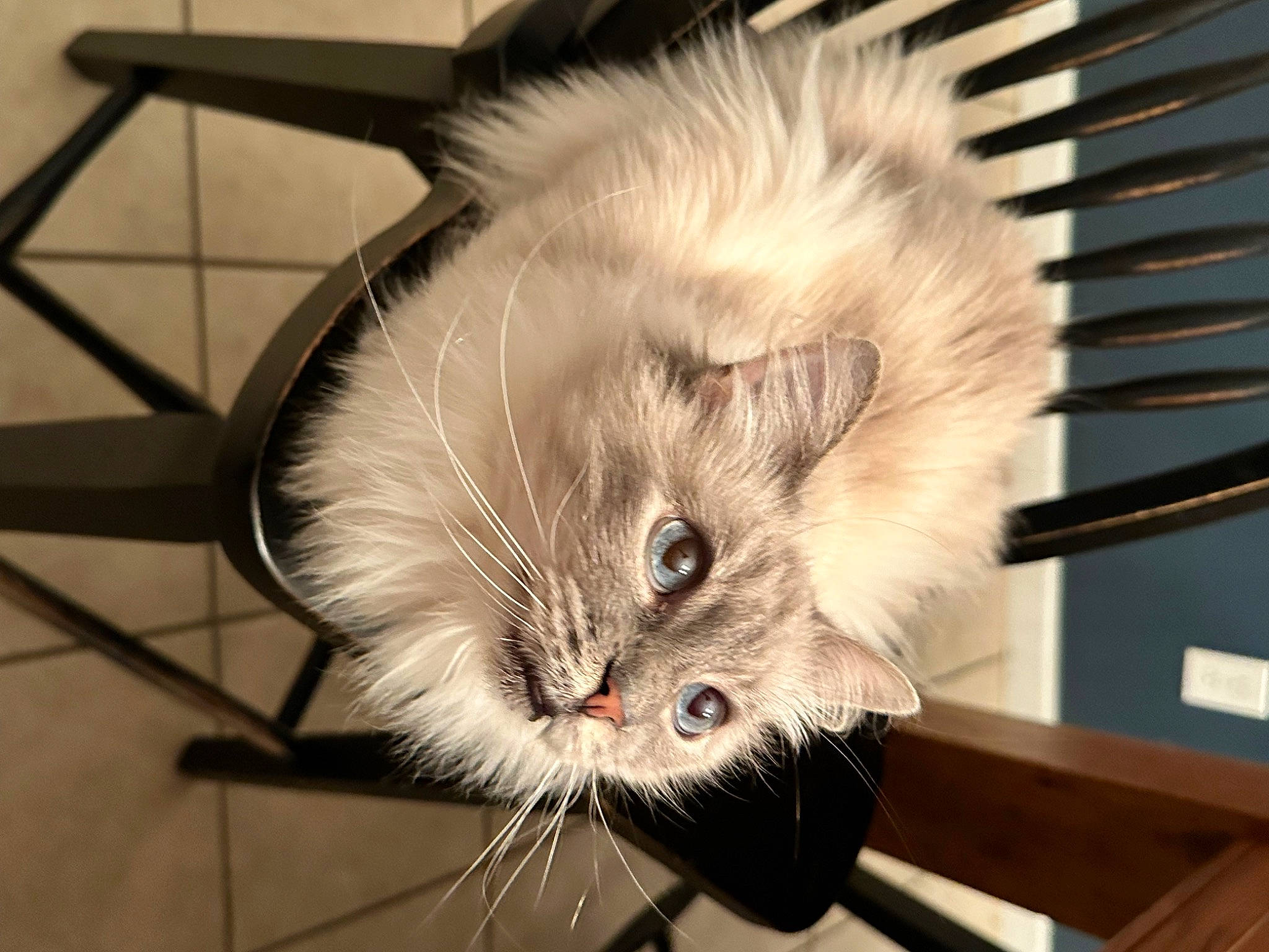 Zoe is registered to the contest to win money with this photo: animal_shelter, british_longhair, carnivore, cat, claw, domestic_short_haired_cat, eye, fawn, felidae, fur, metal, musical_instrument, norwegian_forest_cat, paw, photo_caption, small_to_medium_sized_cats, snout, tail, whiskers, wing