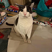 Llewey joined the competition — help win amazing prizes! animal, bags, black_and_white_cat, cat, close_up, curious, ears, floor, fur, holiday, home, indoor, looking, paper, pet, rolls, sitting, tail, whiskers, wrapping_paper