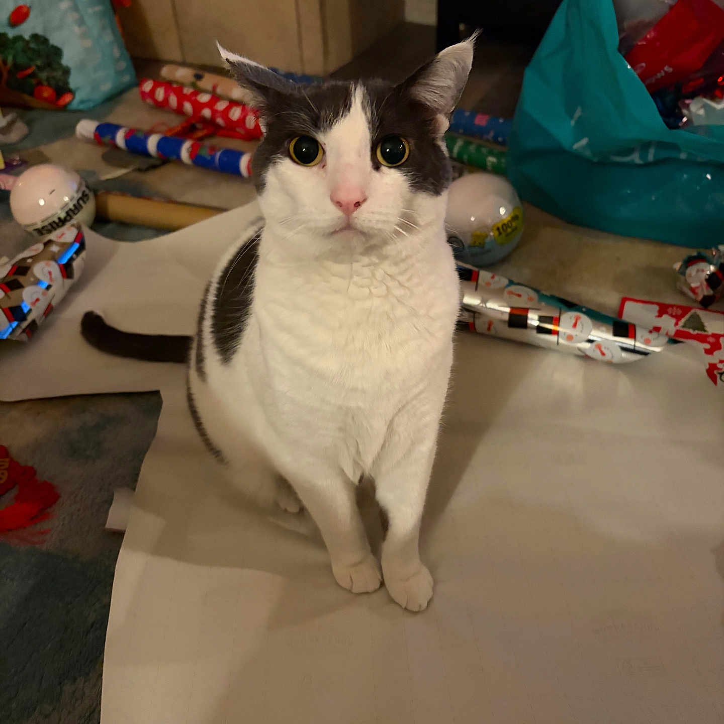 Llewey joined the competition — help win amazing prizes! animal, bags, black_and_white_cat, cat, close_up, curious, ears, floor, fur, holiday, home, indoor, looking, paper, pet, rolls, sitting, tail, whiskers, wrapping_paper