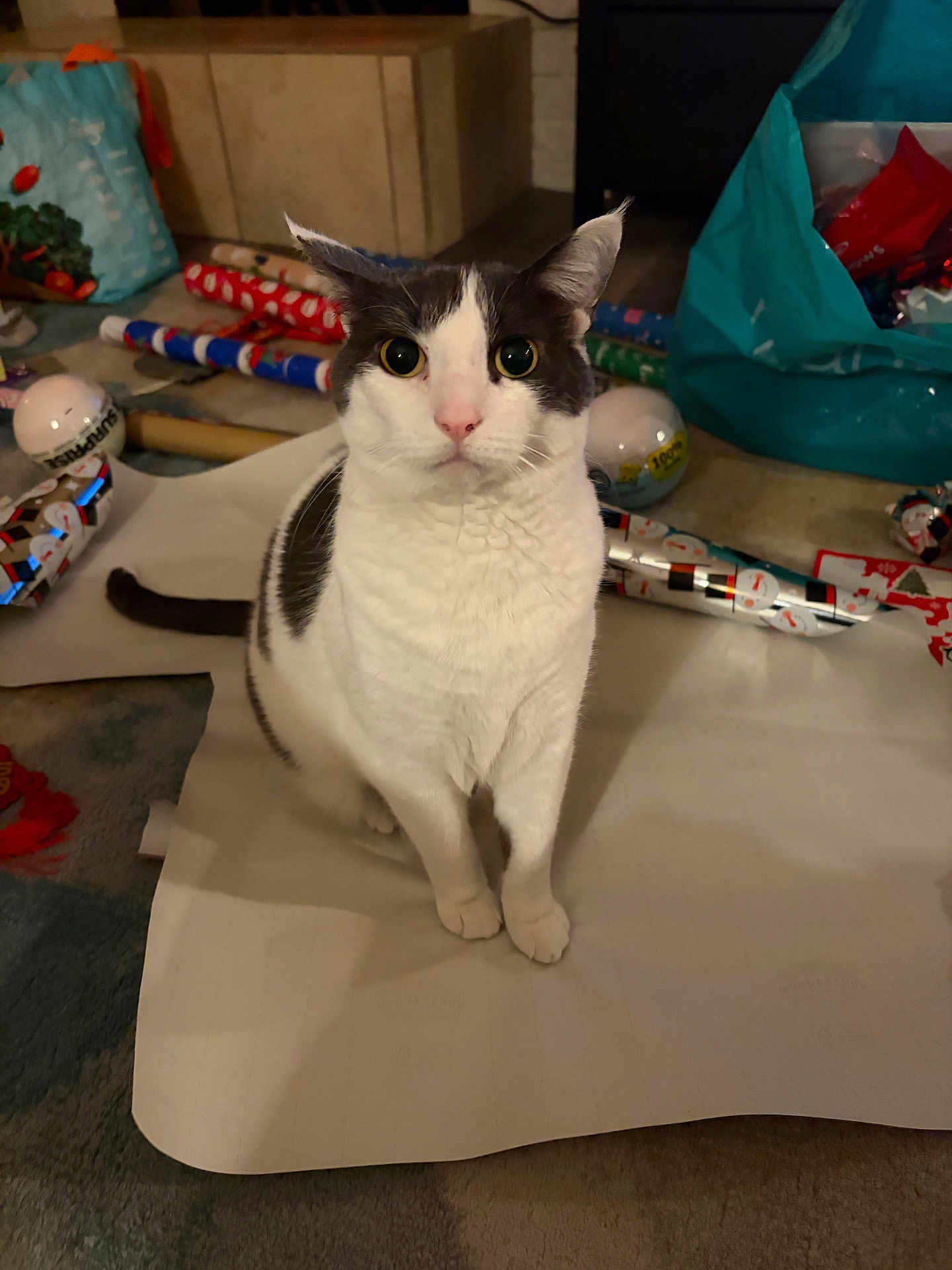 Llewey joined the competition — help win amazing prizes! animal, bags, black_and_white_cat, cat, close_up, curious, ears, floor, fur, holiday, home, indoor, looking, paper, pet, rolls, sitting, tail, whiskers, wrapping_paper