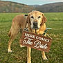dog, labrador, wedding_sign, wooden_sign, grass, field, hills, leash, harness, outdoor, portrait, close_up, pet, canine, brown_coat, sunset, shallow_depth_of_field, sign_text, adorable, standing