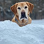 Jake joined the competition — help win amazing prizes! dog, labrador, yellow_labrador, snow, winter, portrait, close_up, muzzle, ears, collar, fur, outdoor, bokeh_background, animal, pet, serious_expression, snout, snowbank, nature, canine