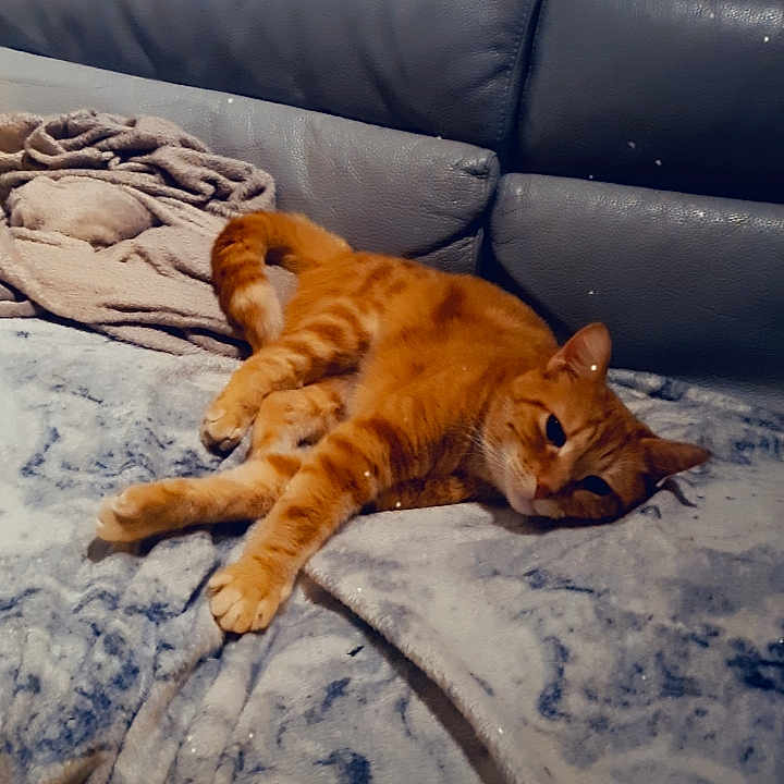 Kiki a rejoint le concours — aidez-le/la à gagner de superbes lots ! abyssinian, animal, architecture, armchair, blanket, building, cat, chair, couch, cushion, furniture, hardwood, homedecor, indoors, kitten, livingroom, manx, pet, room, wood