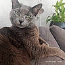 animal, cat, close_up, couch, cozy, ear, face, feline, fur, gray_cat, green_plant, home, indoor, lying_down, paw, pet, plant, relaxed, sofa, whiskers