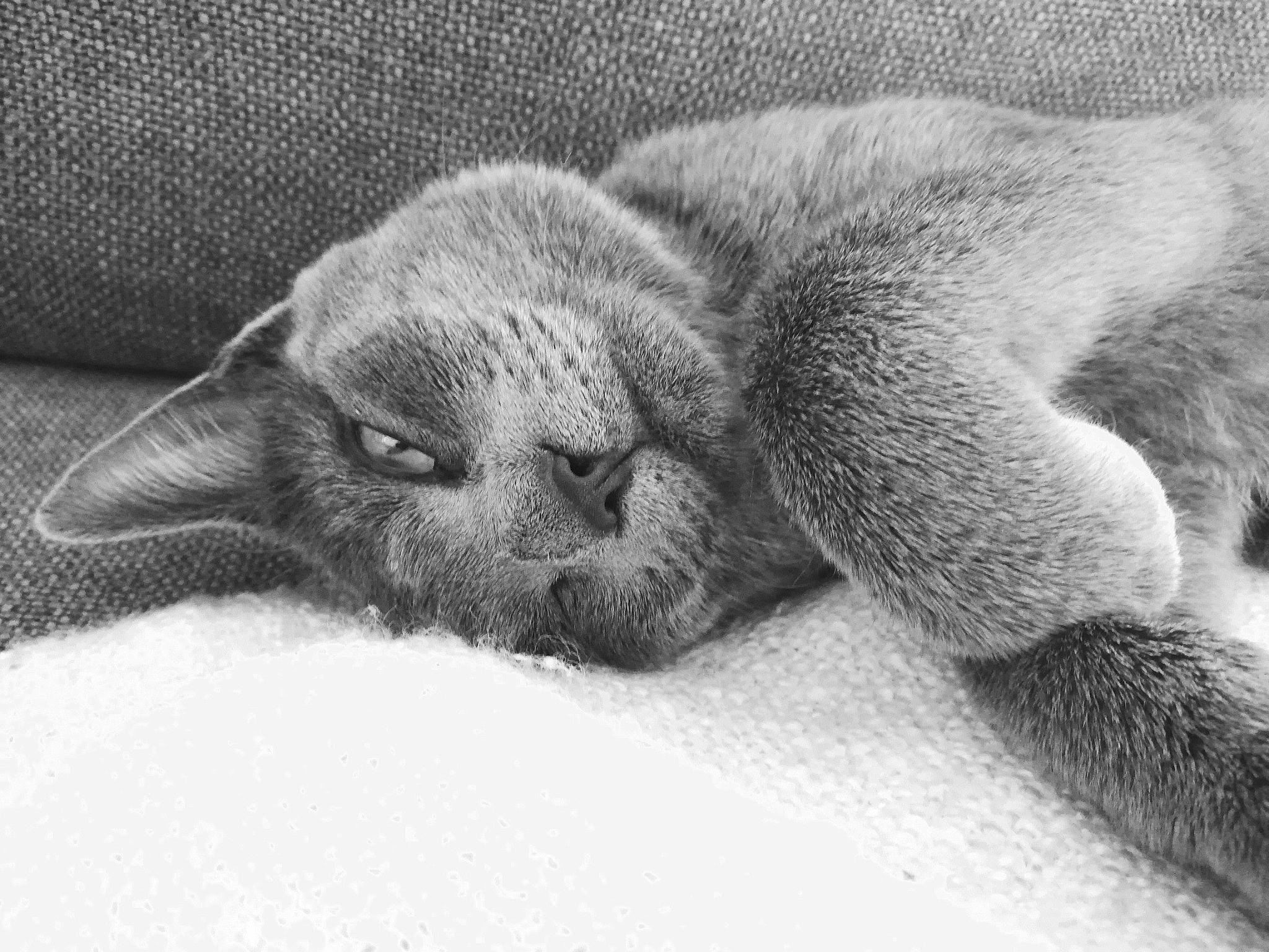 Soba a rejoint le concours — aidez-le/la à gagner de superbes lots ! carnivore, cat, claw, comfort, dog_breed, domestic_short_haired_cat, felidae, fur, grey, monochrome, monochrome_photography, nap, paw, sleep, small_to_medium_sized_cats, snout, tail, terrestrial_animal, whiskers, wildlife