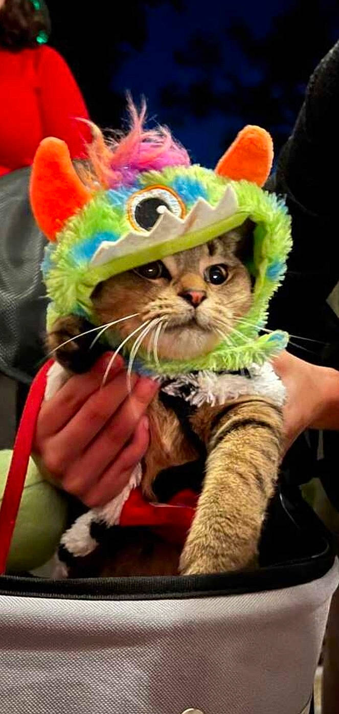 Taquito joined the competition — help win amazing prizes! bow_tie, carnivore, cat, costume_hat, event, eyewear, felidae, fictional_character, fur, glasses, goggles, hat, party_supply, personal_protective_equipment, plant, selfie, small_to_medium_sized_cats, sunglasses, vision_care, whiskers