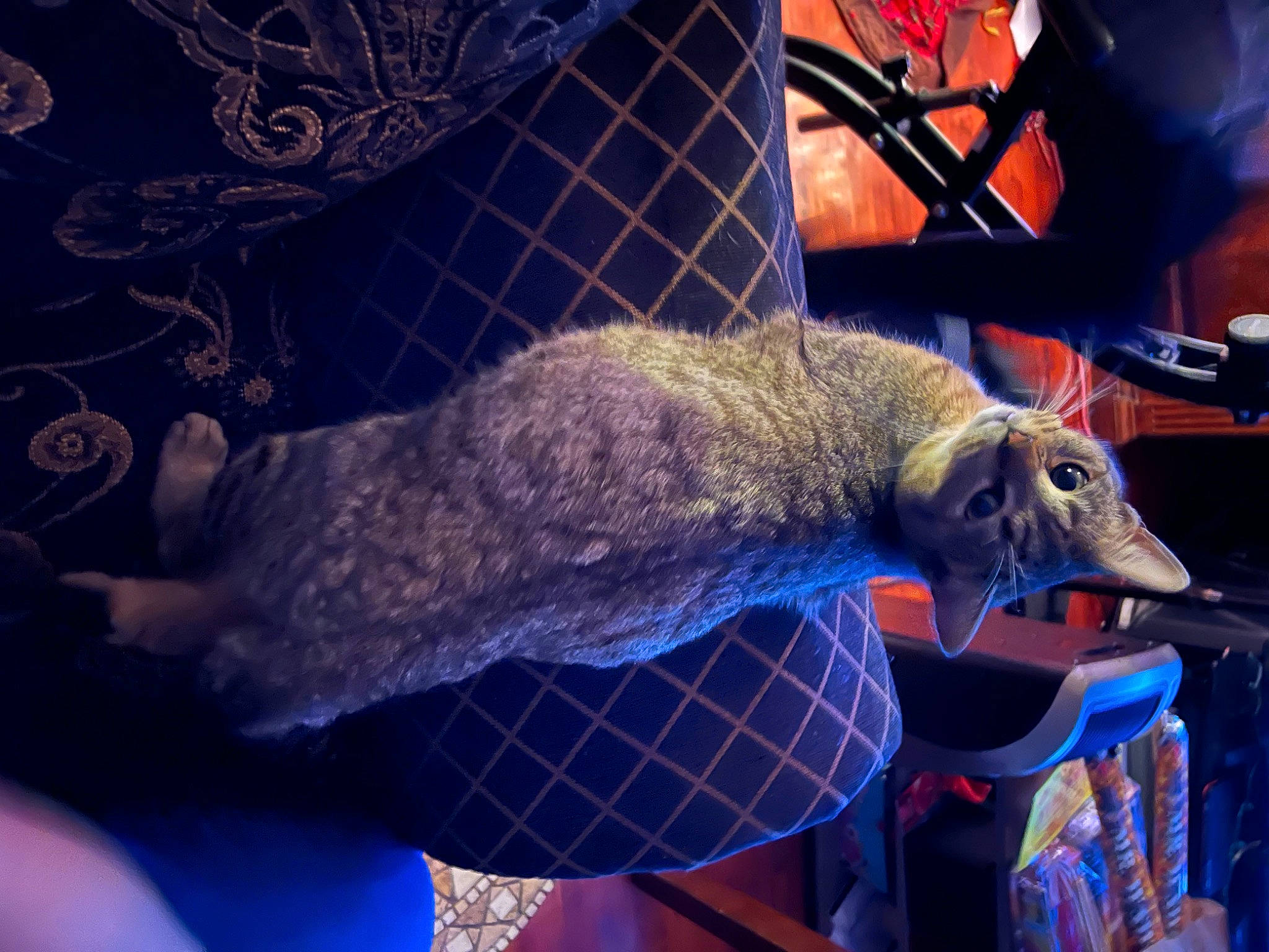 Taquito is registered to the contest to win money with this photo: art, beak, blue, canidae, carnivore, dinosaur, electric_blue, event, extinction, felidae, fur, organism, small_to_medium_sized_cats, snout, sporting_group, tail, terrestrial_animal, visual_arts, wildlife, world