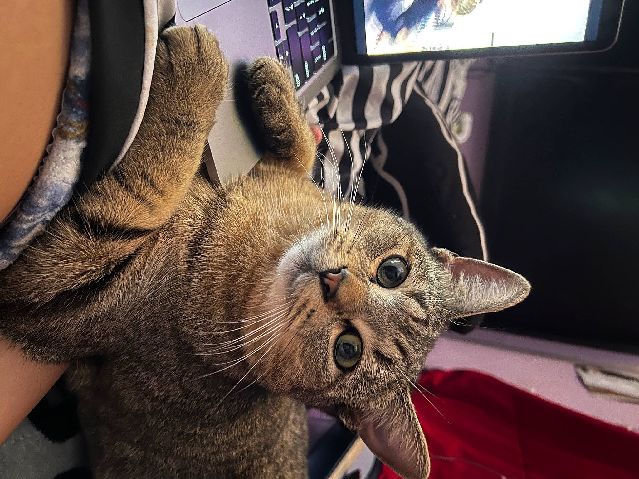 Taquito is registered to the contest to win money with this photo: canidae, carnivore, cat, claw, computer_keyboard, domestic_short_haired_cat, ear, eye, fang, felidae, fur, human_body, jaw, paw, small_to_medium_sized_cats, snout, television, terrestrial_animal, whiskers, wildlife