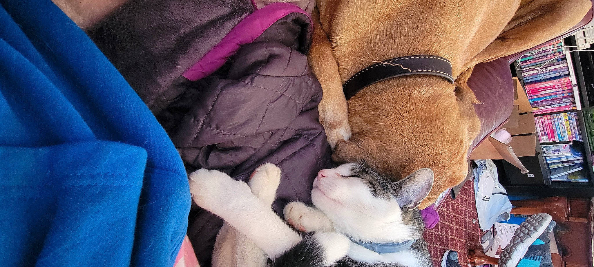 Jack is registered to the contest to win money with this photo: canidae, carnivore, comfort, companion_dog, dog, dog_breed, electric_blue, fawn, finger, fur, human_leg, lap, linens, magenta, nail, nap, paw, purple, sporting_group, toy_dog