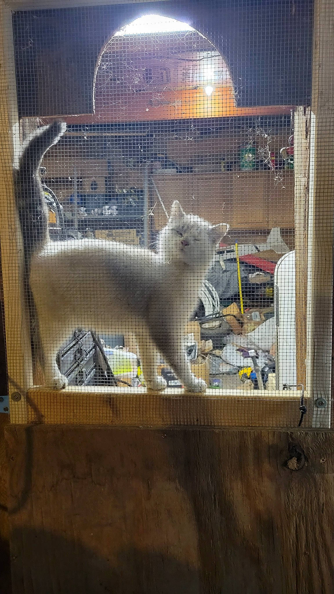 Snowflake joined the competition — help win amazing prizes! animal_shelter, art, cage, carnivore, cat, domestic_short_haired_cat, fawn, felidae, fur, glass, mesh, pet_supply, room, sash_window, small_to_medium_sized_cats, snout, tail, whiskers, window, wood