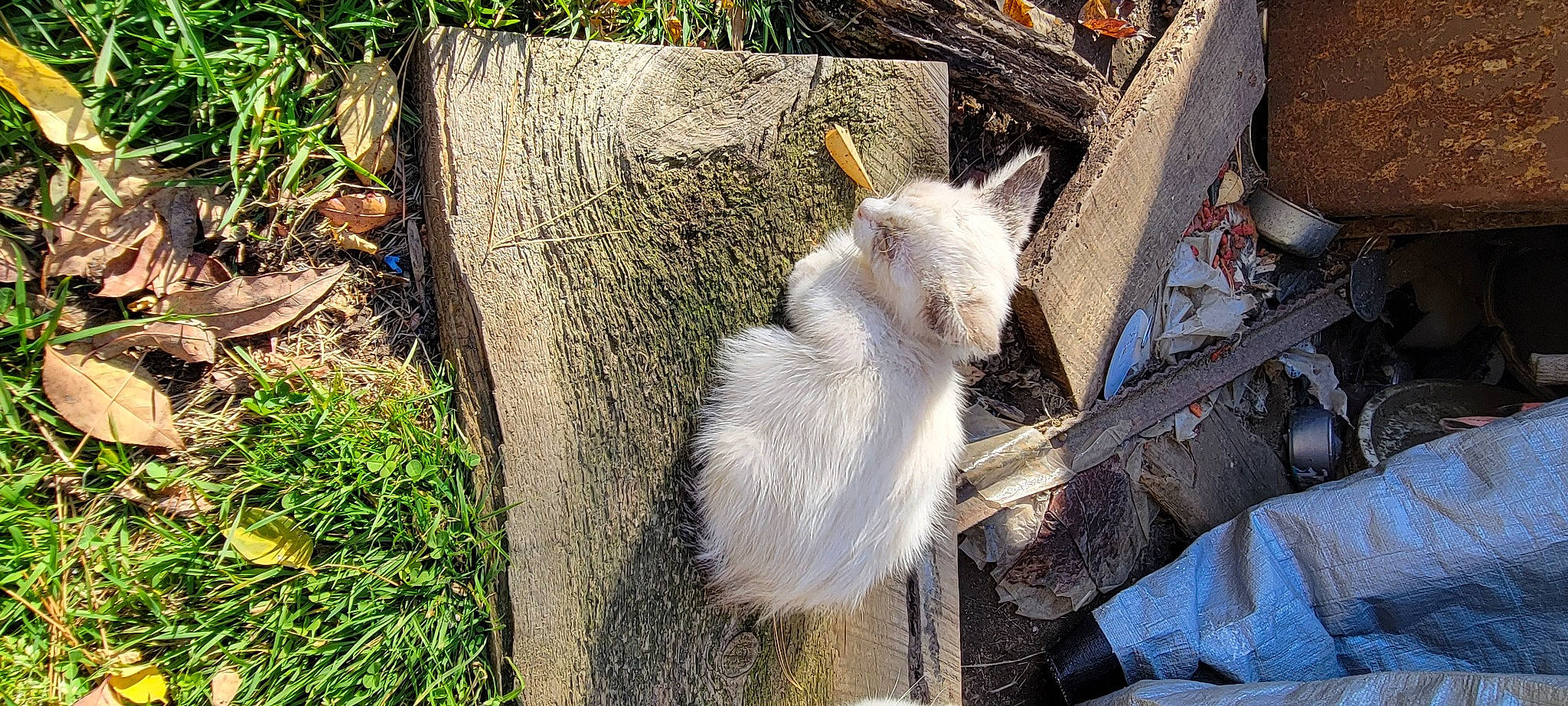 Snowflake joined the competition — help win amazing prizes! canidae, cow_goat_family, fawn, felidae, fur, goat, goats, grass, groundcover, livestock, plant, snout, tail, terrestrial_animal, tree, trunk, whiskers, wildlife, wood, zoo