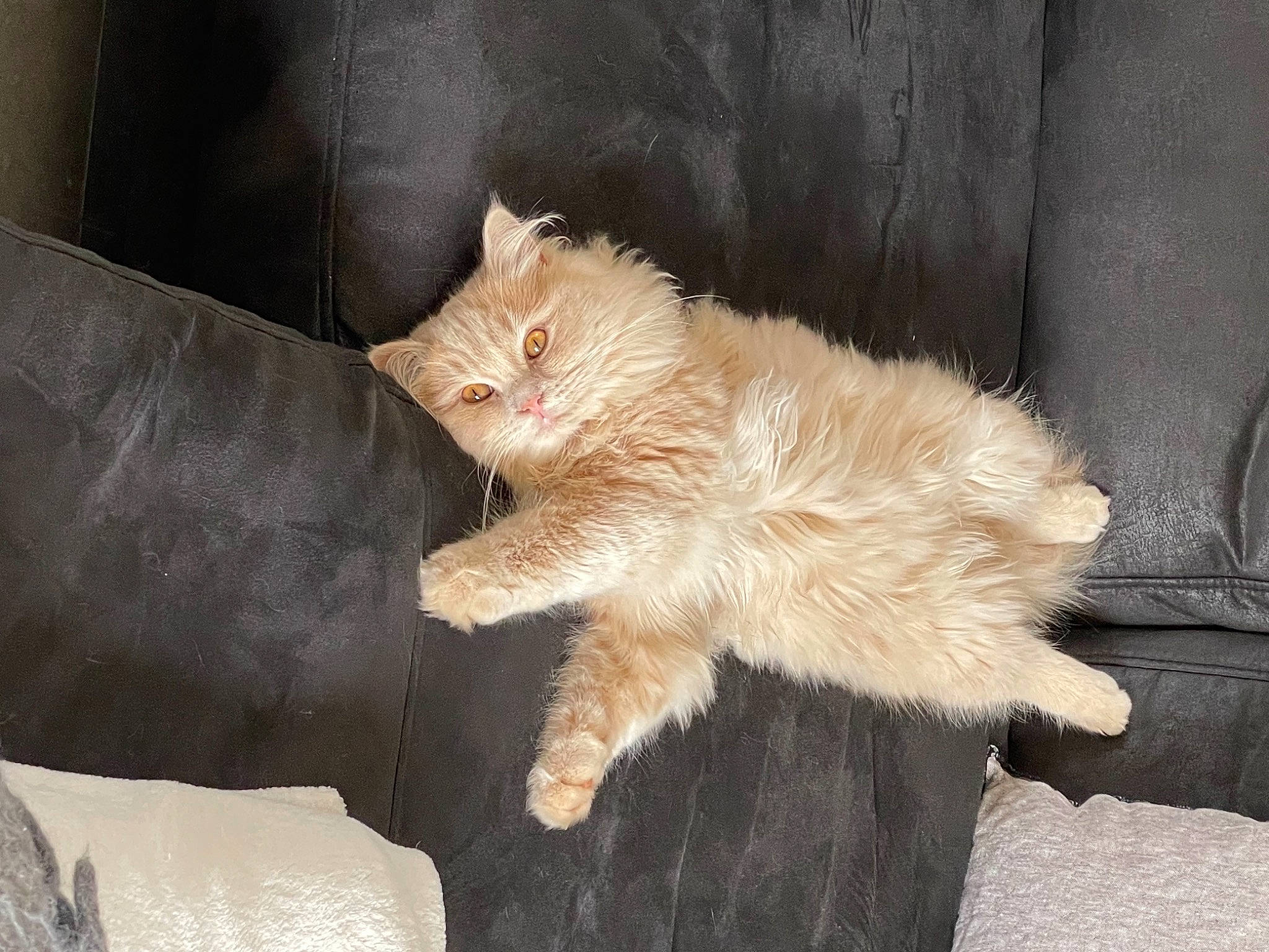 Barry participe au concours pour gagner de l'argent avec cette photo : canidae, carnivore, cat, claw, comfort, couch, domestic_short_haired_cat, fawn, felidae, foot, fur, laperm, paw, small_to_medium_sized_cats, snout, tail, terrestrial_animal, whiskers