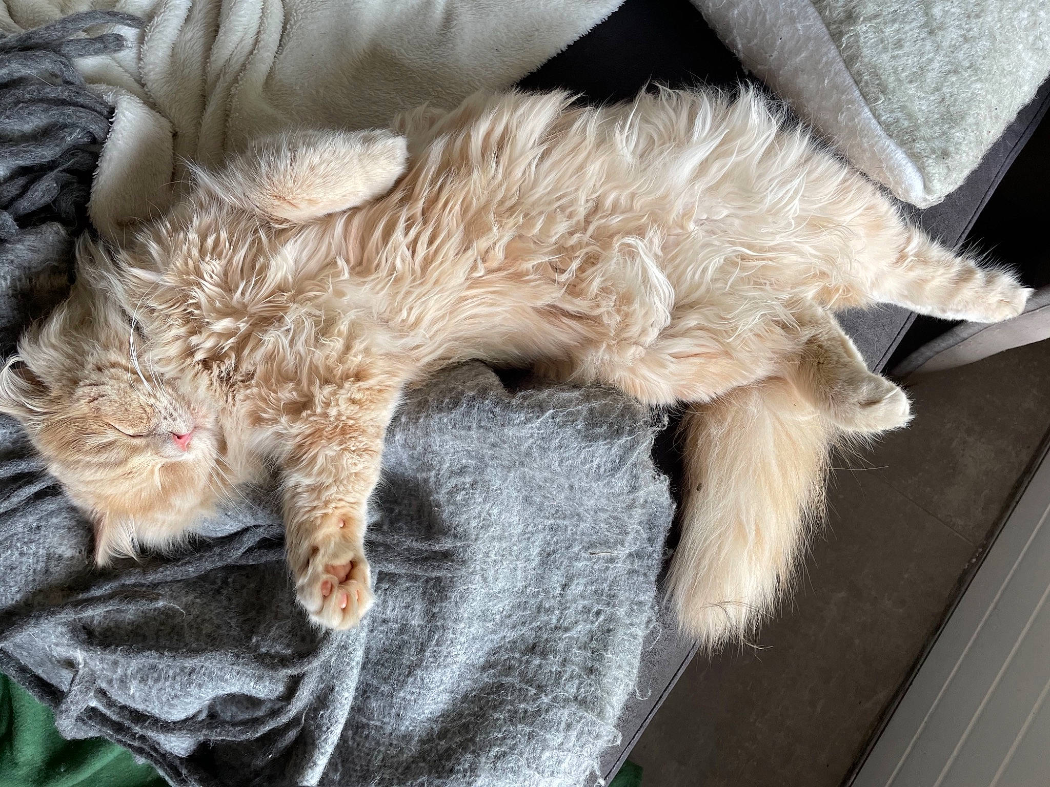 Barry participe au concours pour gagner de l'argent avec cette photo : bed, canidae, carnivore, cat, claw, comfort, companion_dog, dog_breed, domestic_short_haired_cat, fawn, felidae, fur, human_leg, nap, paw, small_to_medium_sized_cats, snout, sporting_group, tail, whiskers