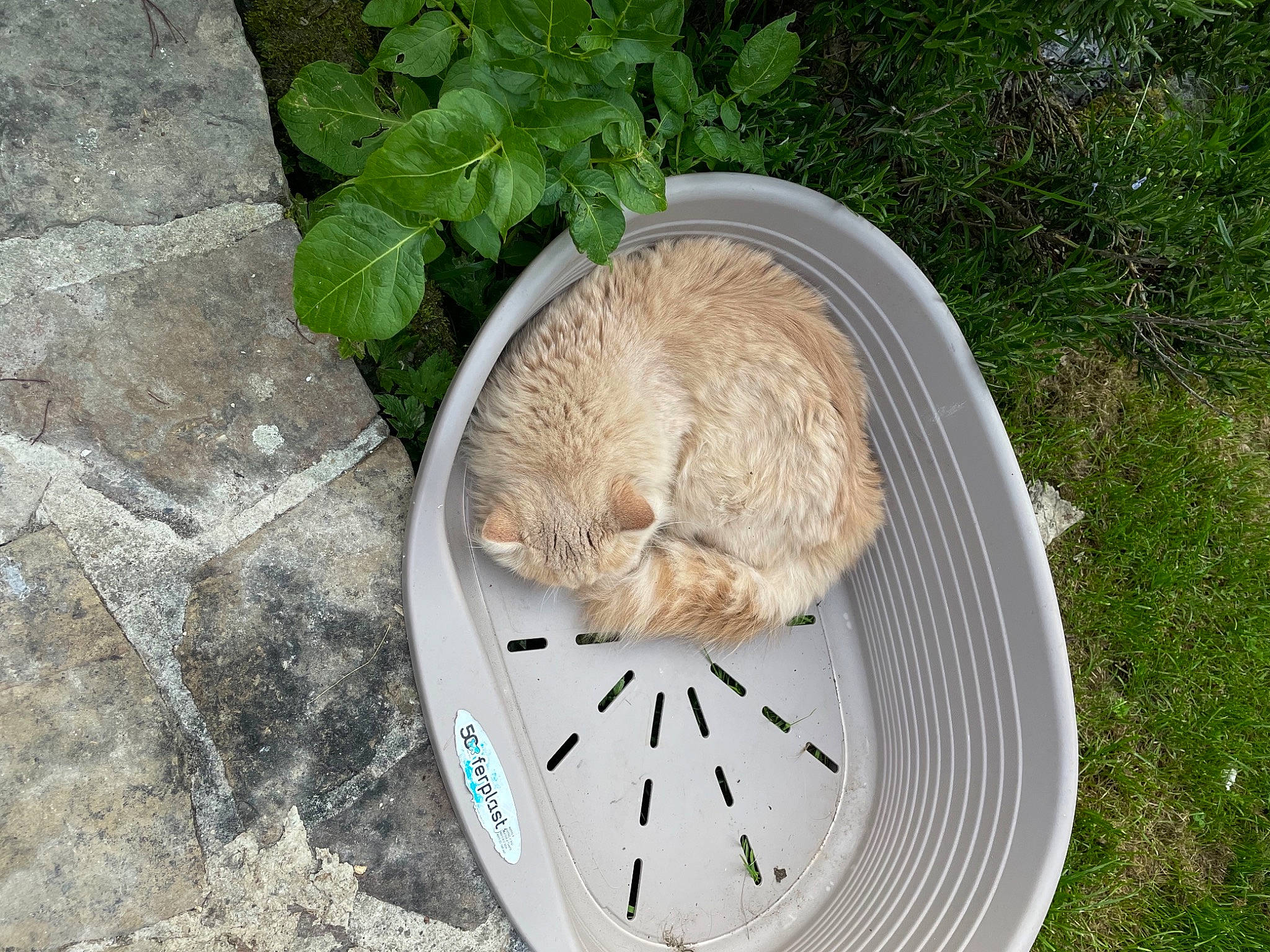 Barry participe au concours pour gagner de l'argent avec cette photo : automotive_tire, automotive_wheel_system, carnivore, cat, circle, clock, domestic_short_haired_cat, fawn, felidae, fur, grass, groundcover, ingredient, plant, small_to_medium_sized_cats, snout, tail, tree, whiskers, wood
