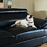 animal, black_leather_couch, brown_and_white, canine, collar, decor, dog, domestic, floor, furniture, home, indoor, living_room, looking_away, pet, plant, relaxed, resting, seated, wooden_floor