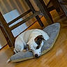animal, brown_patch, calm, companion, cozy, cushion, dog, domestic, flooring, furniture, household, indoor, pet, quiet, relaxation, resting, sleeping, white_dog, wooden_chair, wooden_floor