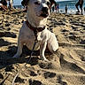 dog, beach, sand, collar, leash, sunlight, ocean, people, shore, summer, pet, canine, outdoor, daytime, vacation, relaxation, nature, water, shoreline, animal