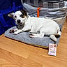 Mallow joined the competition — help win amazing prizes! animal, bag, black_nose, brown_patch, cozy, curious, dog, domestic, ears_up, floor, fur_texture, indoor, paw, pet_accessory, pet_cushion, relaxed, small_dog, stacked_cushions, white_fur, wooden_floor