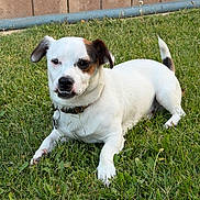 Mallow is registered to the contest to win money with this photo:
