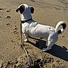 Mallow is registered to the contest to win money with this photo: dog, leash, sand, paw_prints, outdoor, pet, animal, white_fur, brown_patch, tail, shadow, sunlight, beach, curious, standing, canine, collar, small_dog, daylight, nature