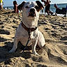 Mallow is registered to the contest to win money with this photo: dog, beach, sand, leash, collar, sunlight, ocean, people, child, water, summer, outdoor, pet, animal, playing, vacation, shore, sky, relaxing, daytime