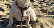 Mallow is registered to the contest to win money with this photo: dog, beach, sand, leash, sunlight, ocean, sea, water, waves, sky, outdoor, pet, canine, collar, animal, daytime, shore, vacation, summer, playful