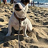 dog, beach, sand, leash, sunlight, ocean, sea, water, waves, sky, outdoor, pet, canine, collar, animal, daytime, shore, vacation, summer, playful