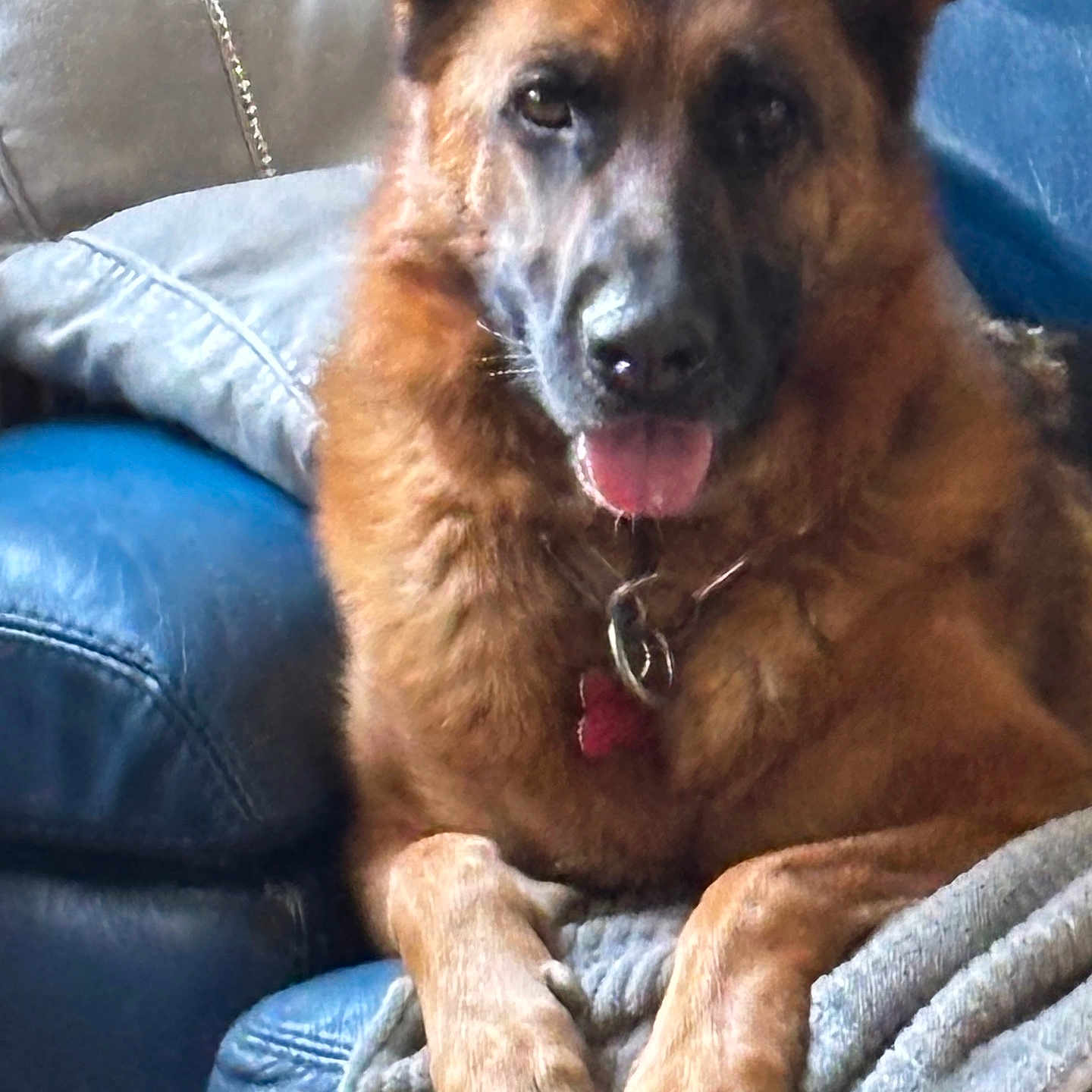 Ulane participe au concours pour gagner de l'argent avec cette photo : attention, blanket, brown_fur, closeup, collar, companion, couch, dog, domestic, furniture, german_shepherd, id_tag, indoor, paws, pet, pillow, portrait, relaxed, sitting, tongue