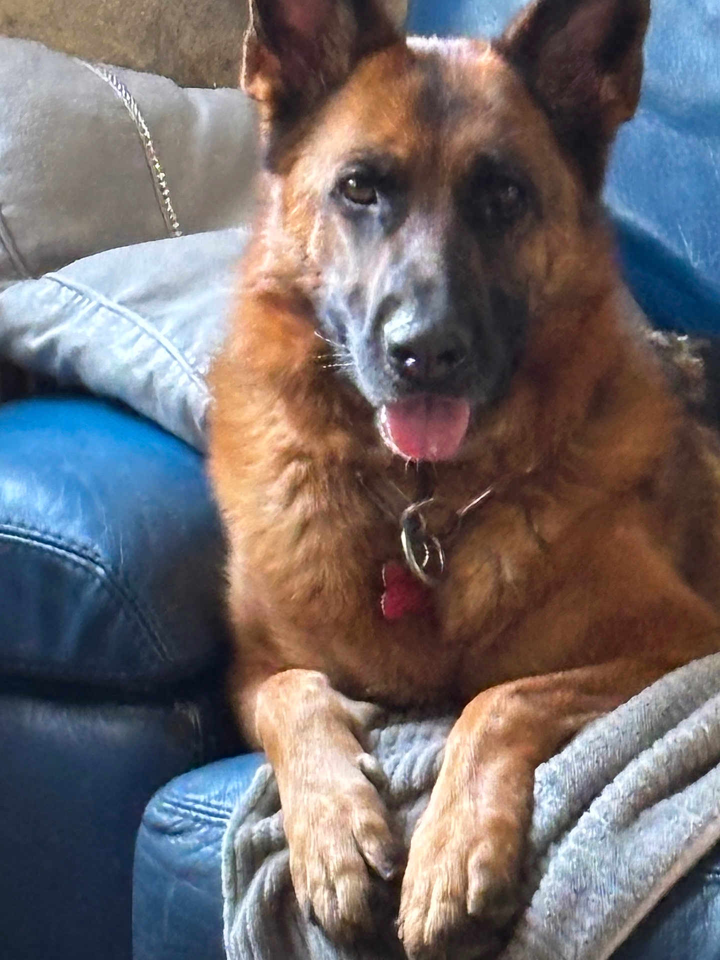 Ulane participe au concours pour gagner de l'argent avec cette photo : dog, german_shepherd, pet, brown_fur, paws, tongue, collar, id_tag, couch, blanket, pillow, indoor, portrait, closeup, sitting, relaxed, companion, furniture, domestic, attention