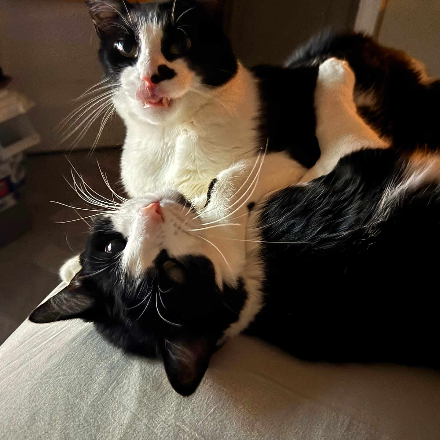 Freckles And Streak is registered to the contest to win money with this photo: cat, cats, black_and_white, tuxedo_cat, pet, animal, two_animals, feline, whiskers, ears, eyes, open_mouth, lying_down, sitting, indoors, couch, blanket, home, portrait, playful