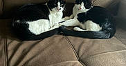 Freckles And Streak joined the competition — help win amazing prizes! cat, cats, black_and_white, tuxedo_cat, pet, animal, feline, couch, sofa, indoor, sitting, lying_down, relaxed, companion, portrait, ears, whiskers, fur, brown_furniture, home