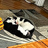 cats, kittens, black_and_white, cuddling, sleeping, playing, pets, animals, furry, whiskers, paws, pink_nose, indoor, rug, carpet, hardwood_floor, scratching_post, cat_toy, coffee_table, cozy_home