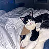 Freckles And Streak joined the competition — help win amazing prizes! cat, cats, black_and_white, tuxedo_cat, pet, animal, bed, bedding, blanket, bedroom, indoors, lying_down, sleeping, relaxed, cuddling, fur, whiskers, ears, close_up, photography