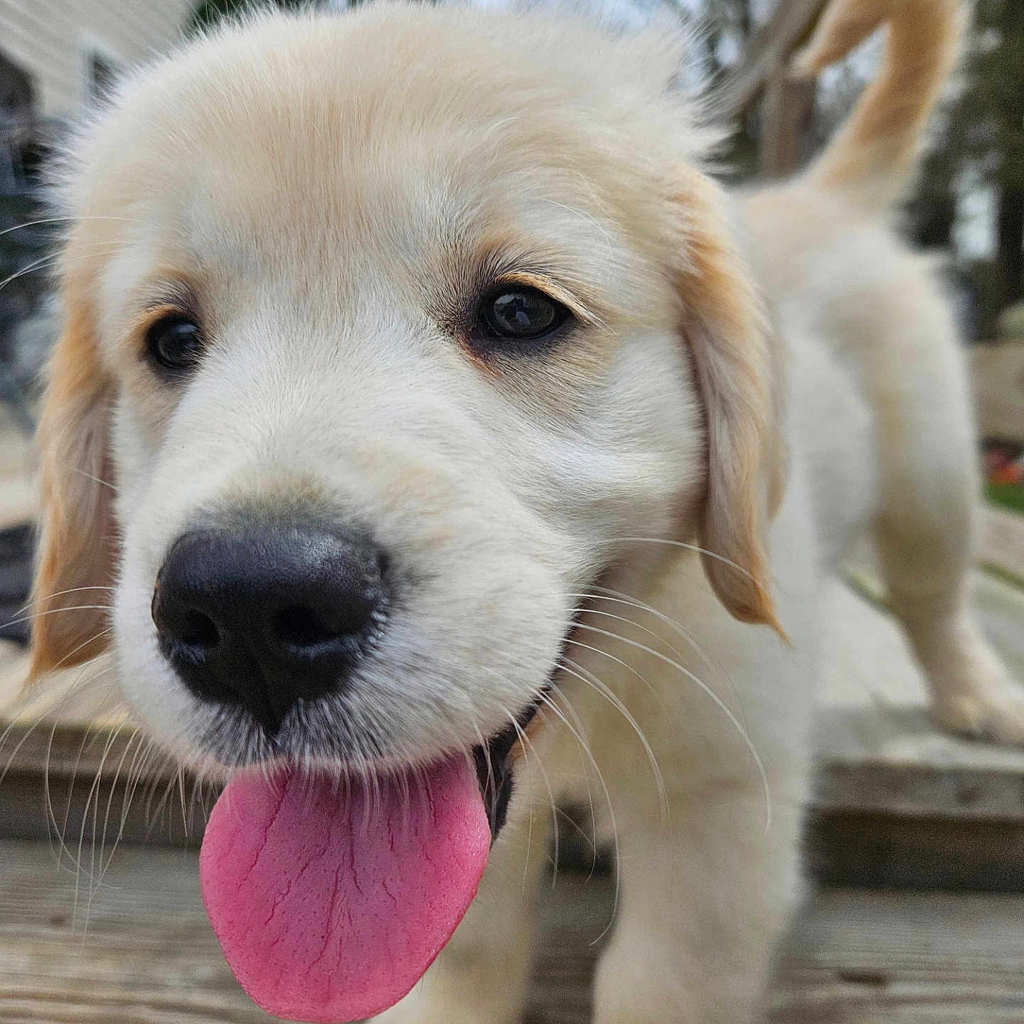 Casper is registered to the contest to win money with this photo: animal, bodypart, canine, cockerspaniel, dog, eskimodog, goldenretriever, hound, husky, labradorretriever, mouth, person, pet, puppy, snout, tongue, whitedog