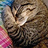 Baby Kitty joined the competition — help win amazing prizes! cat, tabby, sleeping, cozy, paws, fur, whiskers, plaid_blanket, indoor, resting, cute, pet, animal, closeup, relaxing, napping, striped, soft, warm, domestic_cat