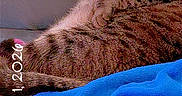 Baby Kitty is registered to the contest to win money with this photo: animal, blanket, blue_blanket, cat, comfort, couch, cozy, domestic_animal, ears, feline, fur, indoor, pet, relaxed, resting, sleepy, striped, tabby_cat, tail, whiskers